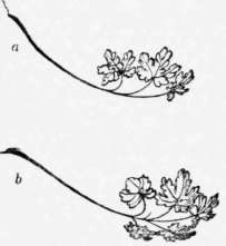 4 The Law Of Curvature Perspective Elements 46