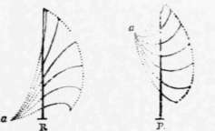 5 The Law Of Radiation Perspective Elements 51