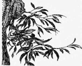 Letter II Sketching From Nature Perspective Elements 30