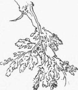 Letter II Sketching From Nature Perspective Elements 32