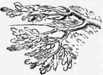 Letter II Sketching From Nature Perspective Elements 33