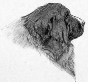 Head of Red St. Bernard, Sketch by Charles Livingston Bull.