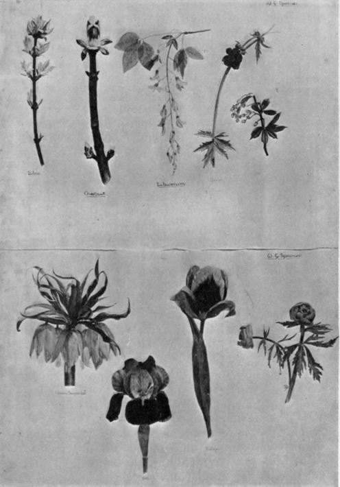 Studies of Plant Form.