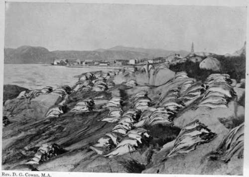 Cod Drying Within The Arctic Circle, Norway.