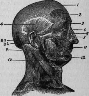 Illustration No. 10a. Muscles of the Face and Neck