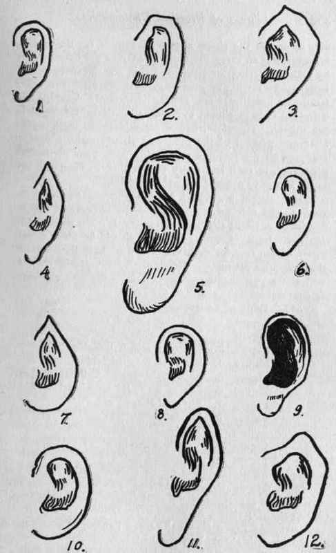 Illustration No. 40. Character Chart   Ears