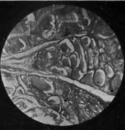 Photo Micrography Practical Manipulations For The 0900143