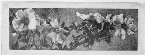 BLOSSOMS, CHEROKEE ROSE Study No. 29   See Page 314 By Mrs. M. S. Gaines
