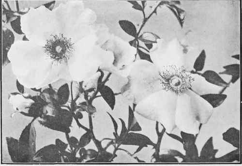 CHEROKEE ROSES Study No. 31 By Mrs. M. S. Gaines
