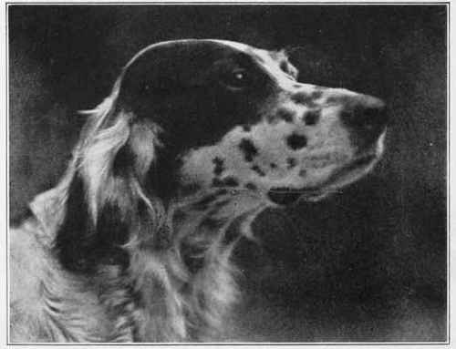 PRINCESS Study No. 37 By John M. Schreck