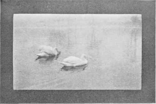 SWANS Study No. 38 By Harriet Lyman