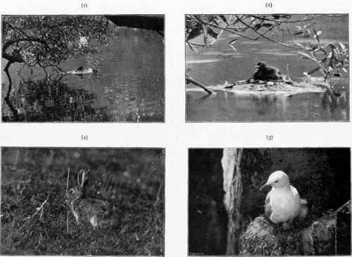 IV Telephotography For Distant Subjects 118