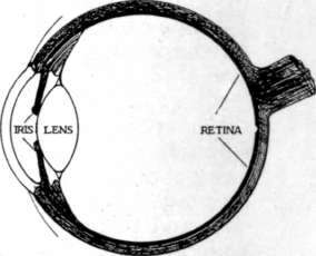 Fig. 6. Diagram of Human Eye.