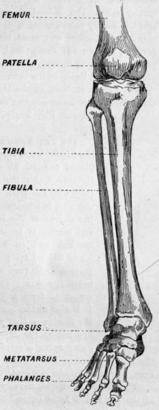 Composition of Bone.
