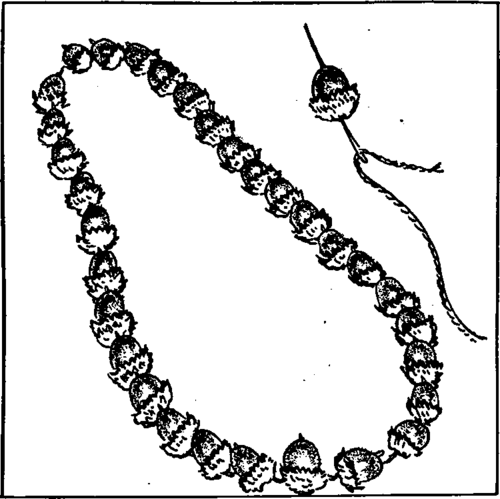 A necklace of acorns