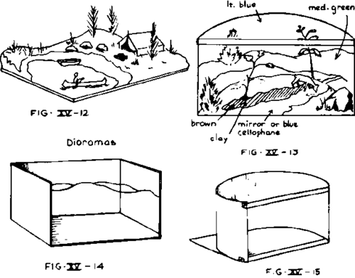 Dioramas And Habitat Boxes