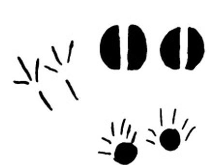 Casting Animal Tracks 46