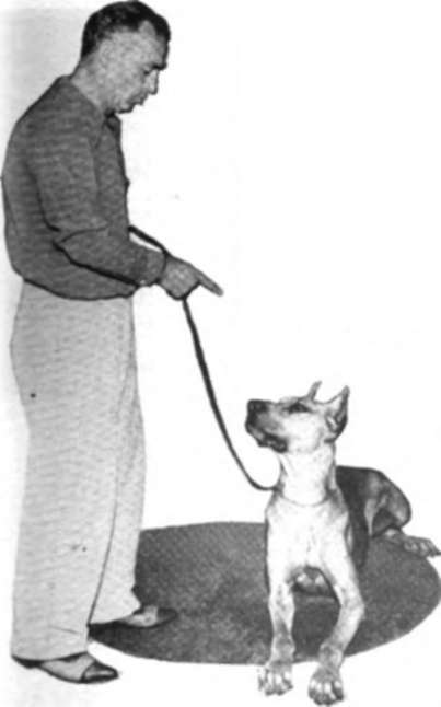 Dog To Do Simple Tricks