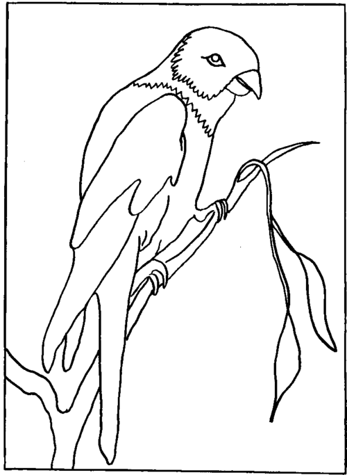 Parakeet Design
