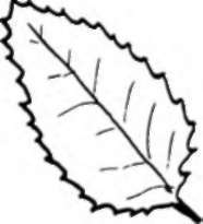 Autumn leaves Wax paper