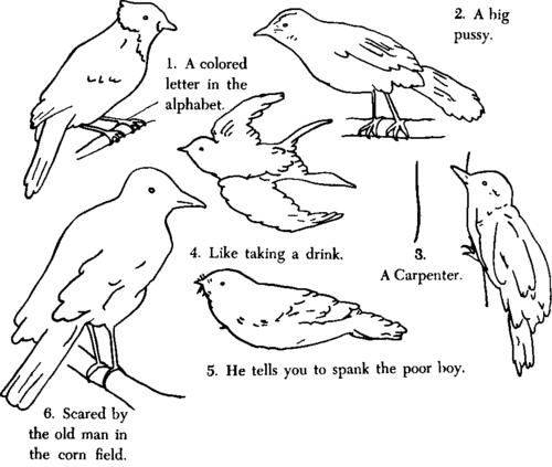 Can You Name These Birds
