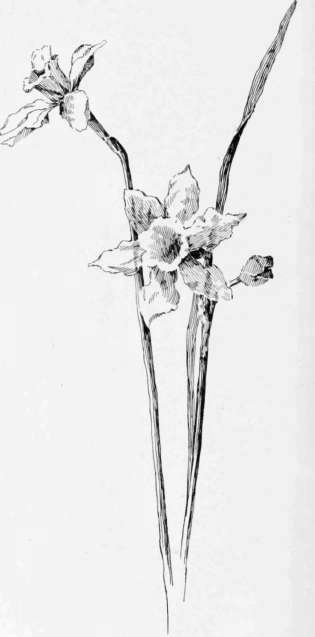 Daffodils. Pen Drawing By E  M  Hallowell