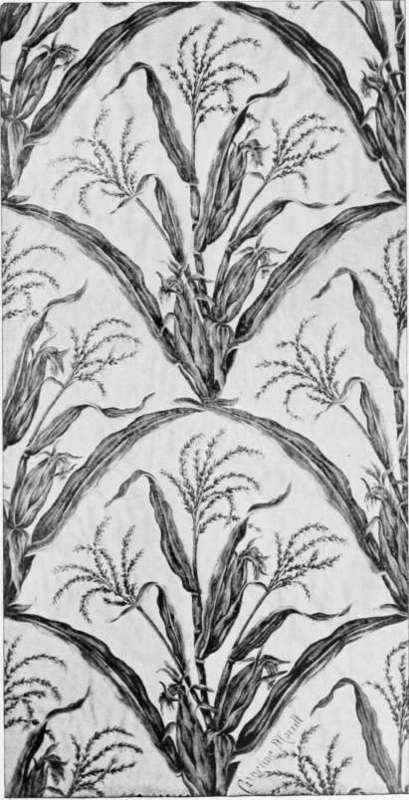 Design for Wall Paper Maize Motive by Catherine Morrill