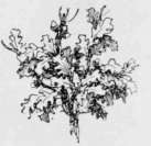Fig. 19.   Oak Foliage.
