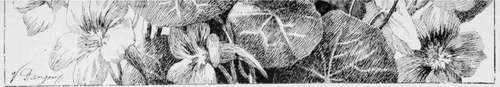 No. 4   Nasturtiums: Nature Study. Pen Drawing by Victor Dangon.