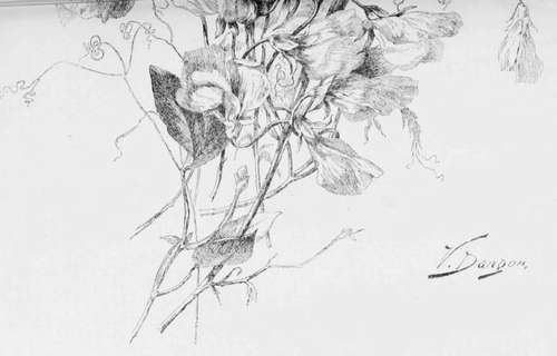 No. 6.   Sweet Peas. Pen Drawing by Victor Dangon.