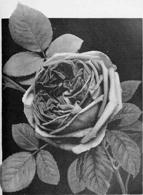 Photograph of a Rose: The American Beauty.