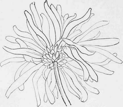 Studies Of Chrysanthemums,