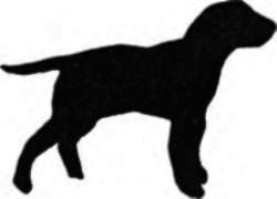 Studying Design Through Silhouettess