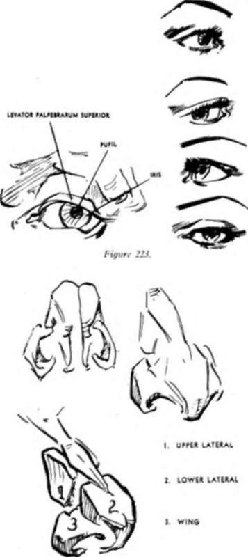 Nose