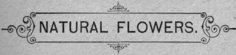 Preservation Of Natural Flowers 70