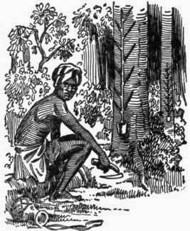 Fig. 98.   Tapping Rubber Trees.