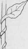 Fig. 49.B