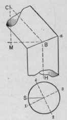 Fig. 337.   Correct Side View of Lower Elbow.