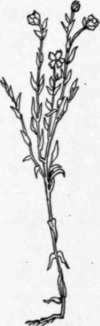Fig 103.   The flax plant grows 20 to 40 inches in height.