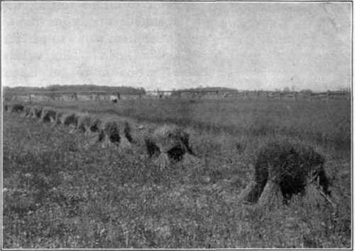 Fig. 104.   The stooks of flax.