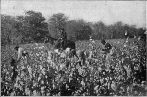 Fig. 6.   Picking cotton.