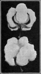 Fig. 7.   Cotton bolls when burst are about the size of a small apple.