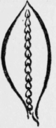 190-Veining-Stitches-295