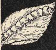 How Can You Recognize The Fiber From Which The Clo 177