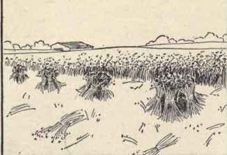 How Can You Recognize The Fiber From Which The Clo 183