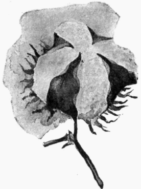 A Cotton Pod.