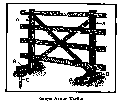 Grape Arbor Trellis