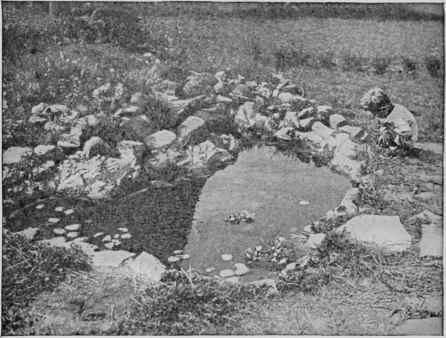 A beautiful little rock bordered pool for plants and goldfish.