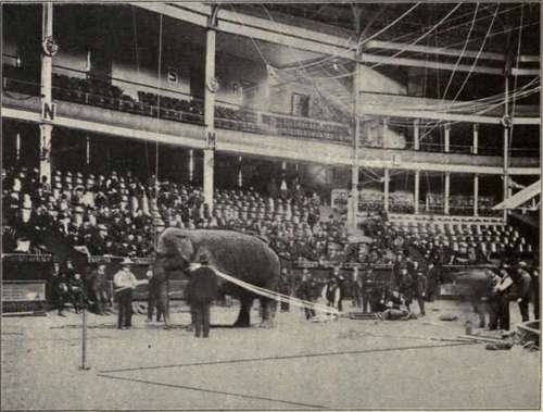 Elephant, Weighing 12,000 Pounds, About To Make A Pull