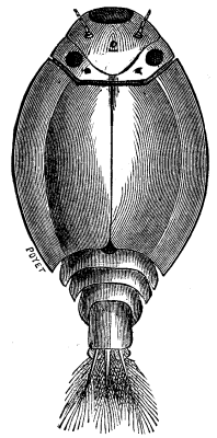 FIG. 1.  LARVA OF MAY FLY. (Magnified 12 times.)